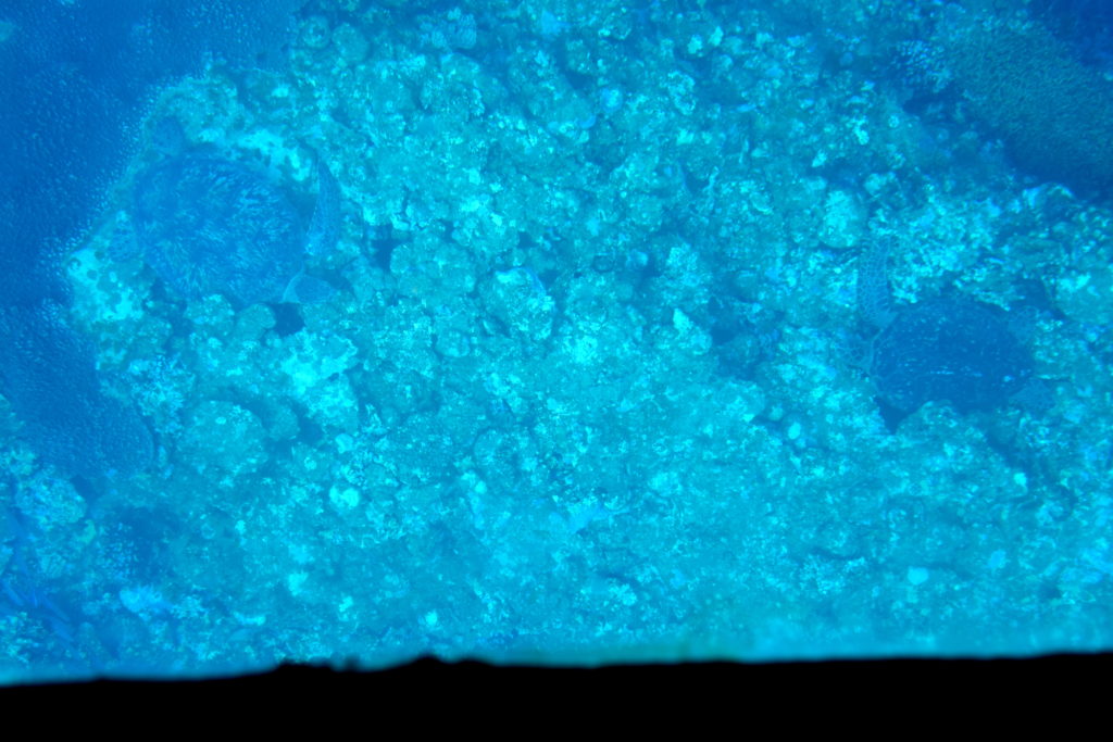 DSC_0799