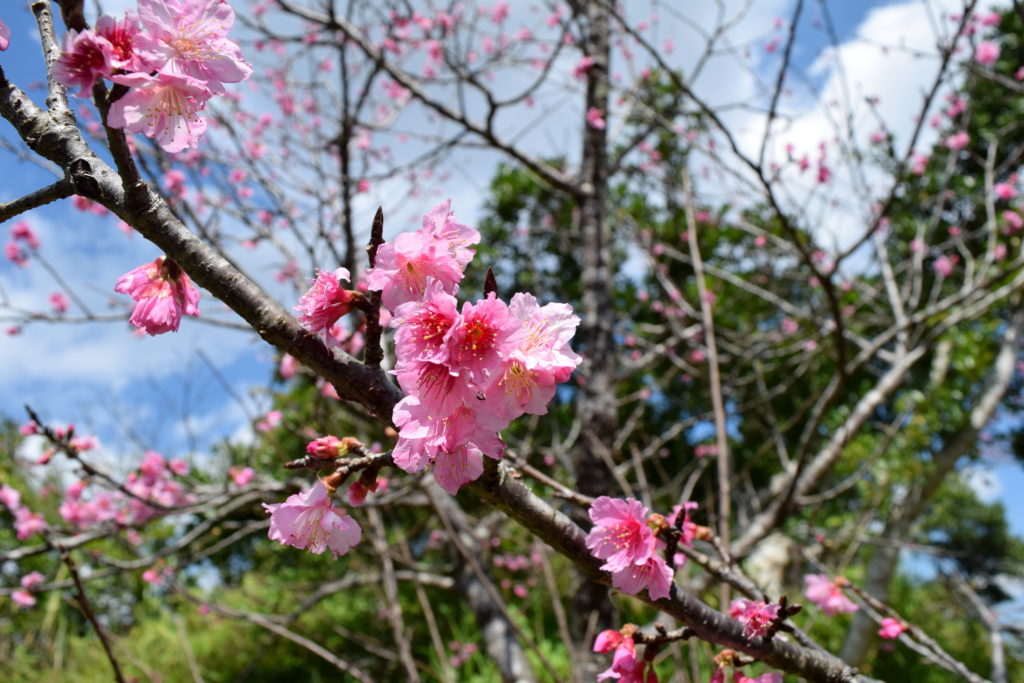 緋寒桜