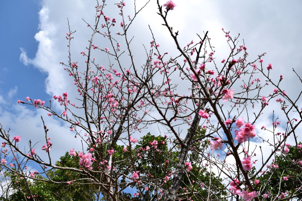 緋寒桜